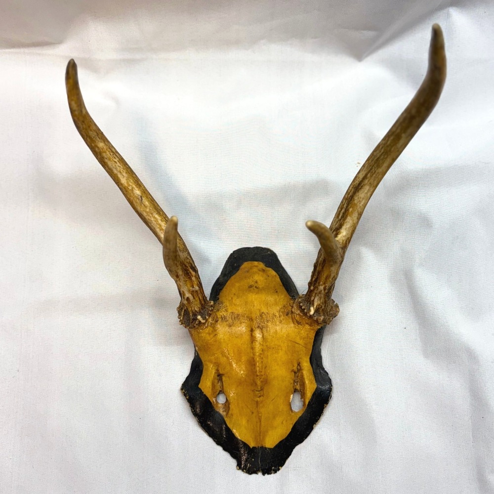 Unbranded Deer Antler Skull Cap Unisex OS Brown Good Painted Rustic Decor